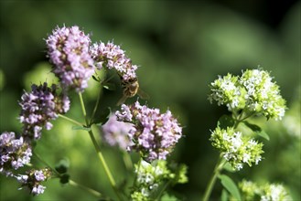 Honey bee on a common thyme