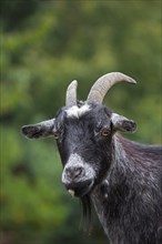 Black domestic pygmy goat