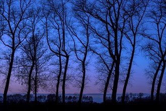 Poplars showing silhouettes of twisted tree trunks with bare branches along the Damme Canal at night in autumn at Damme