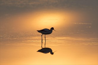 Pied avocet