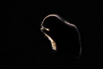 Black and white rim light silhouette of black-tailed prairie dog