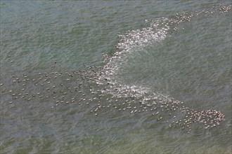 Aerial view over flock of common eider