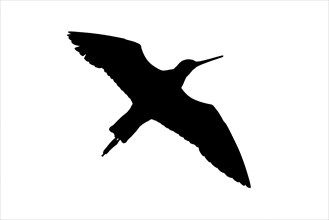 Silhouette of black-tailed godwit
