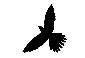 Silhouette of common cuckoo