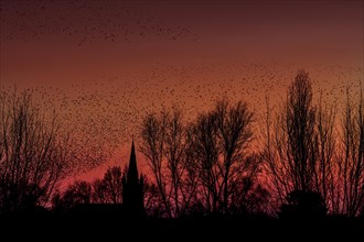 Silhouette of European starling