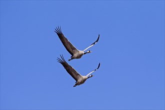 Two Common cranes