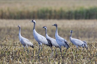 Flock of common cranes