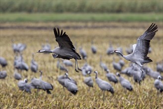 Flock of common cranes