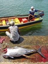 Local fisherman sitting on quay wall in foreground body of caught fish yellowfin tuna