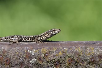 Common wall lizard