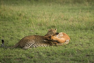 African leopard killing a female Impala in Masai Mara
