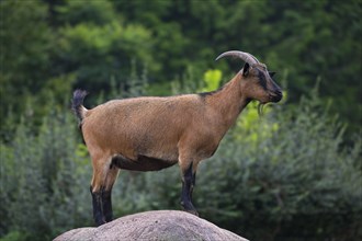 Domestic pygmy goat