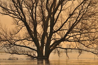 Tree in flooded field in winter at sunset