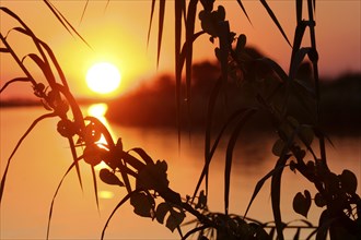 Chobe river at sunset