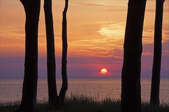 Sunset over the Baltic Sea seen through silhouetted beech trees at Ghost Wood