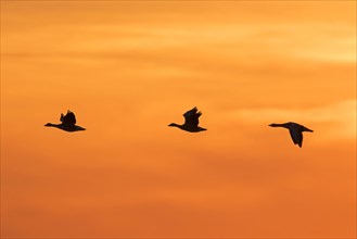 Flock of migrating greylag geese