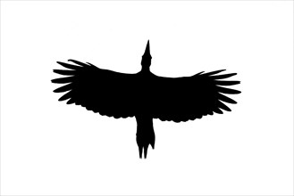 Silhouette of black woodpecker