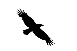 Silhouette of carrion crow