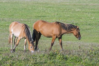 Henson Horses