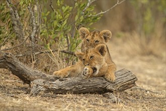 Two African Lion cubs in Masai Mara