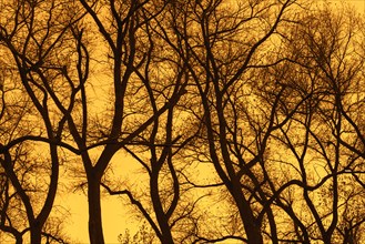Abstract image showing twisted tree trunks with bare branches of poplars silhouetted against orange sunset sky in autumn