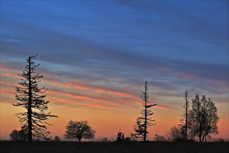 Silhouettes of dead pine trees at sunset in autumn