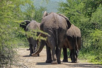 Three African bush elephants