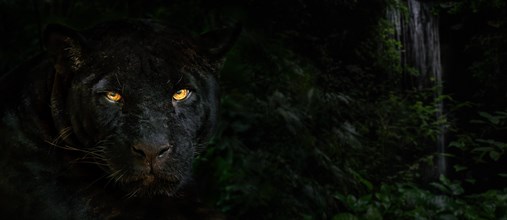 Close up portrait of melanistic jaguar