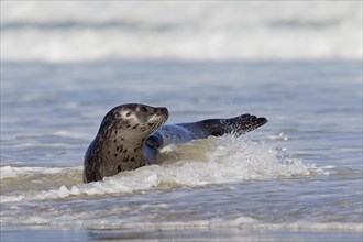 Common seal