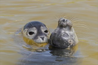 Two young common seals