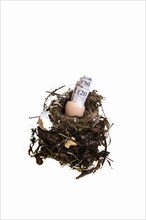 Birds nest with broken egg shell and Sterling banknotes spilling out