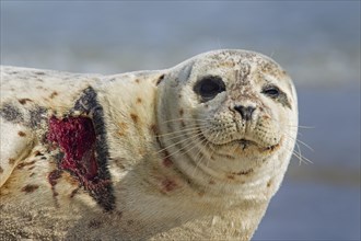 Injured Common seal