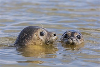 Two young common seals