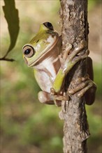 Whites Tree Frog