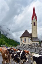 Driving cows to pasture in Au in the Bregenzerwald