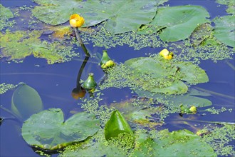 Yellow water-lily