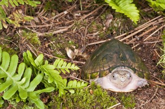 Loggerhead musk turtle