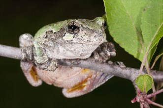 Gray tree frog