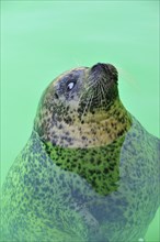 Blind Common seal