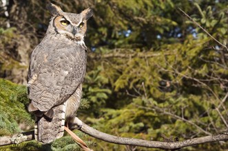 Common Great Horned Owl