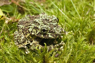 The Mossy Frog