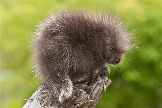 Baby North American porcupine