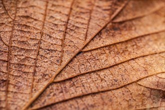 Autumn leaf detail