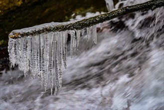 Branch with icicles on a torrent in West Allgaeu