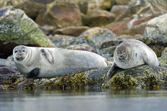 Two common seals