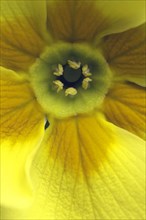 Close-up of a primrose