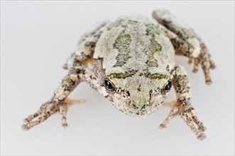 Eastern gray tree frog
