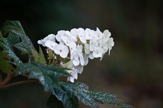 Hydrangea quercifolia