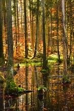 Autumn-coloured mixed forest reflected in a pond in the Westliche Waelder nature park Park near Ausgburg