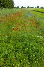 Field margin planting with corn poppies and cornflowers at the Mueritz